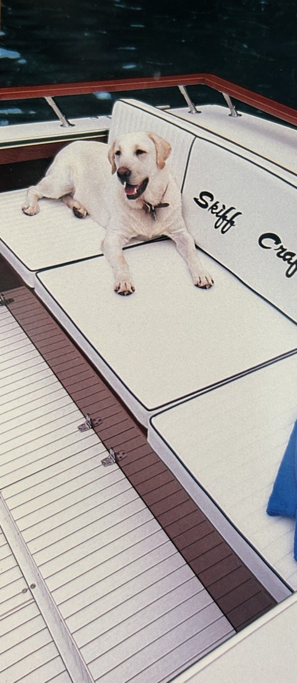 Yellow Labrador resting on a Skiff Craft swim platform.